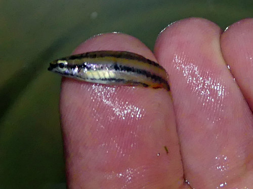 Dwarf pencilfish (Nannostomus marginatus) — Lebiasinidae — 2