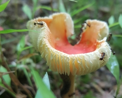 Amanita parcivolvata