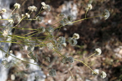 Gypsophila pallasii