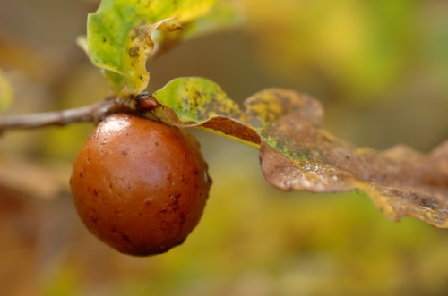Oak Marble Gall Wasp