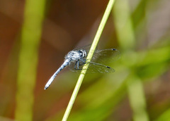 Nannothemis bella