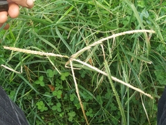 Digitaria sanguinalis