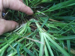 Digitaria sanguinalis