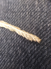 Digitaria sanguinalis