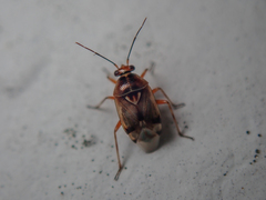 Deraeocoris serenus