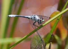 Nannothemis bella