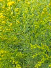Solidago canadensis