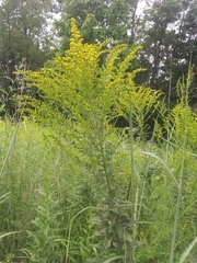 Solidago canadensis