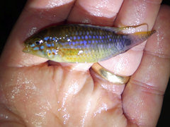 Apistogramma