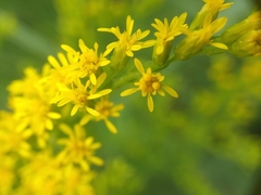 Solidago canadensis