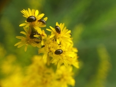 Solidago canadensis