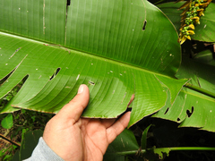 Heliconia librata
