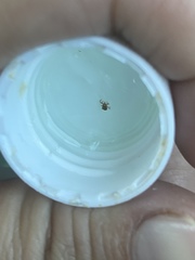 Amblyomma americanum