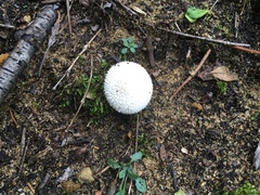 Lycoperdon pulcherrimum