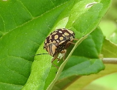 Orsilochides scurrilis