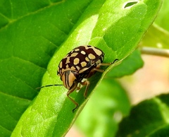 Orsilochides scurrilis