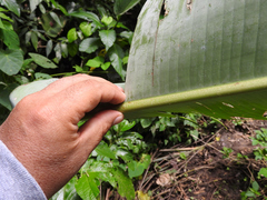 Heliconia librata
