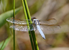 Libellula flavida
