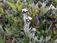 Antennaria alpina