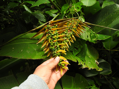 Heliconia librata