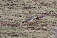 Vanellus melanocephalus