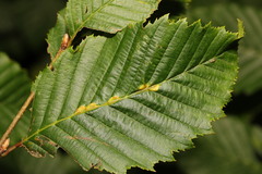 Aceria tenella