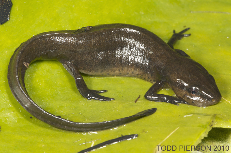 Peninsula Newt (Florida Wildlife) · iNaturalist