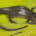 Peninsula Newt - Photo (c) Todd Pierson, some rights reserved (CC BY-NC-SA)