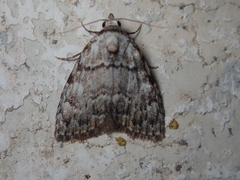 Meganola strigula