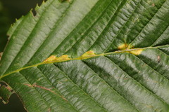 Aceria tenella