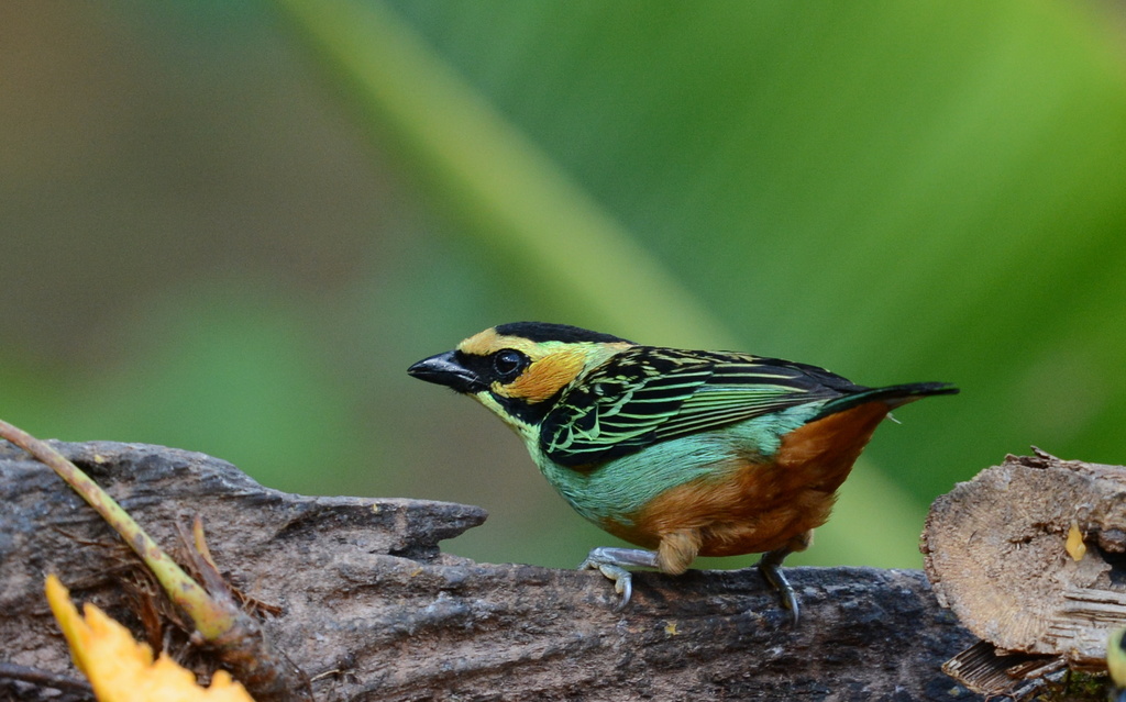 Golden-eared Tanager (Tangara chrysotis) photo