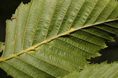 Aceria tenella