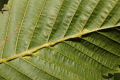 Aceria tenella