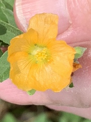 Abutilon fruticosum
