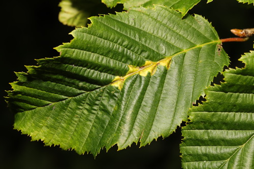 Aceria tenella · iNaturalist