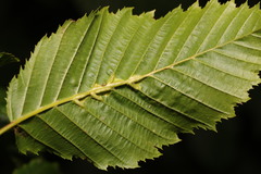 Aceria tenella