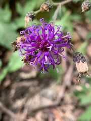 Vernonia texana