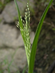 Panicum gattingeri