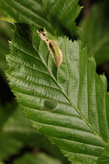 Phyllonorycter esperella