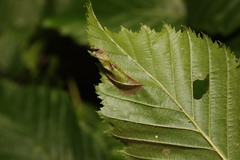 Phyllonorycter esperella