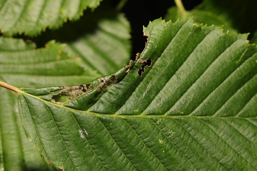 Hornbeam Slender