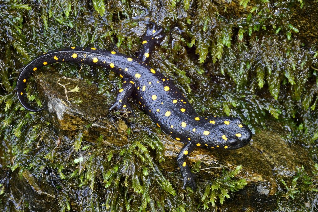 Anatolia Newt