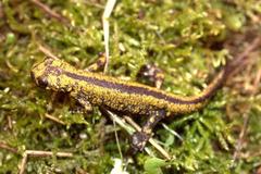 Anatolia Newt photo 2