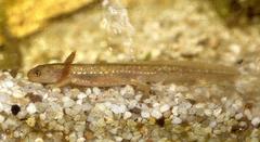 Anatolia Newt photo 3