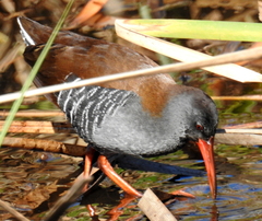Rallus caerulescens