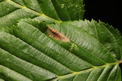 Phyllonorycter tenerella