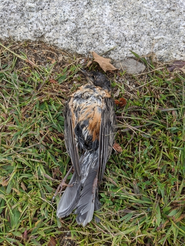 American Robin photographed in New Hampshire