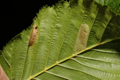 Phyllonorycter tenerella