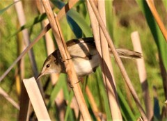 Acrocephalus gracilirostris gracilirostris