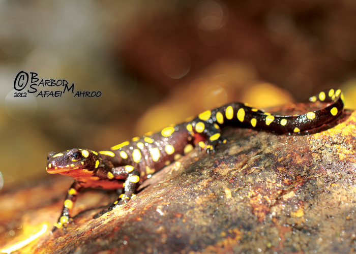 Kordestan Mountain Newt